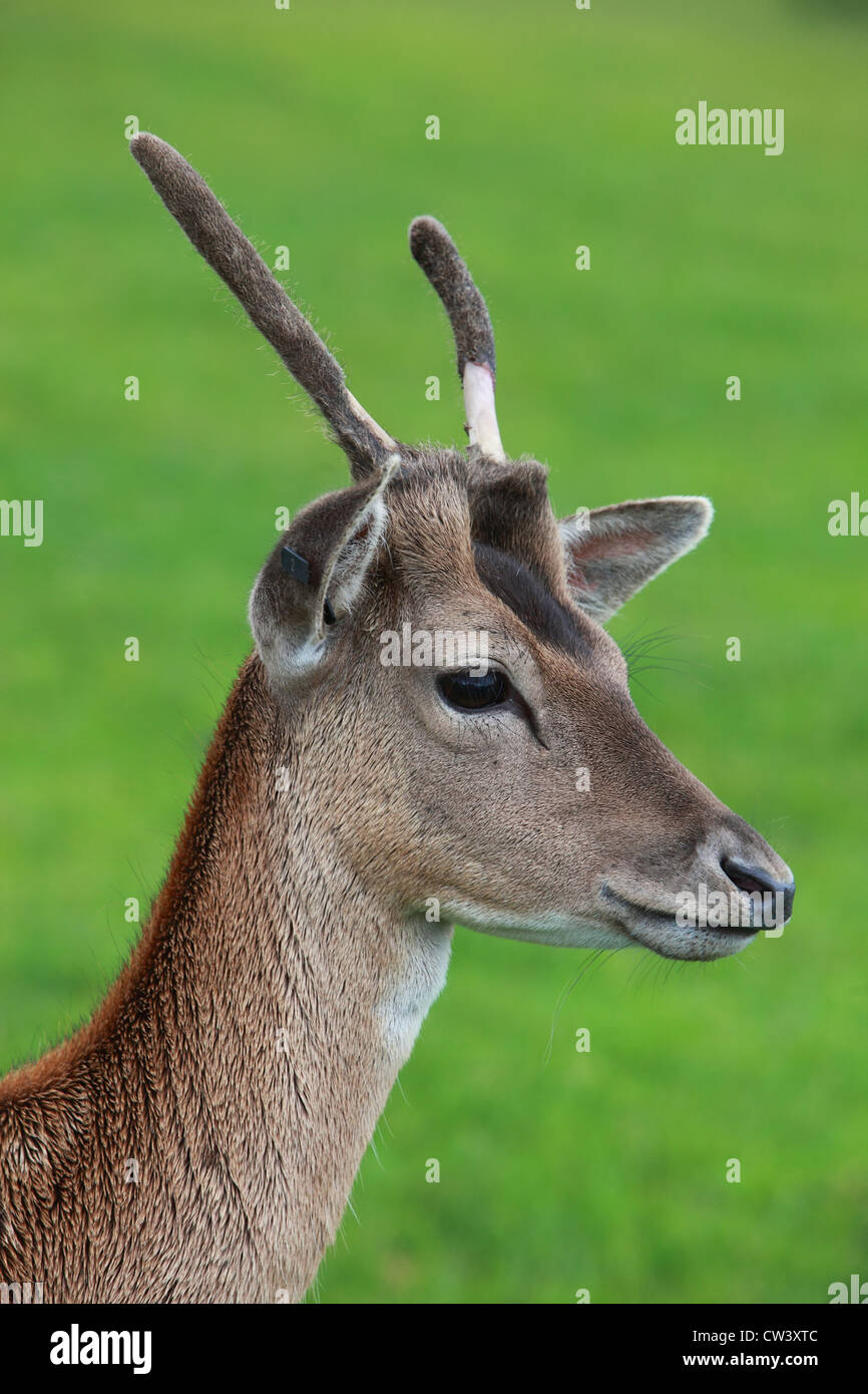 60 pound spike deer 60 pound spike deer