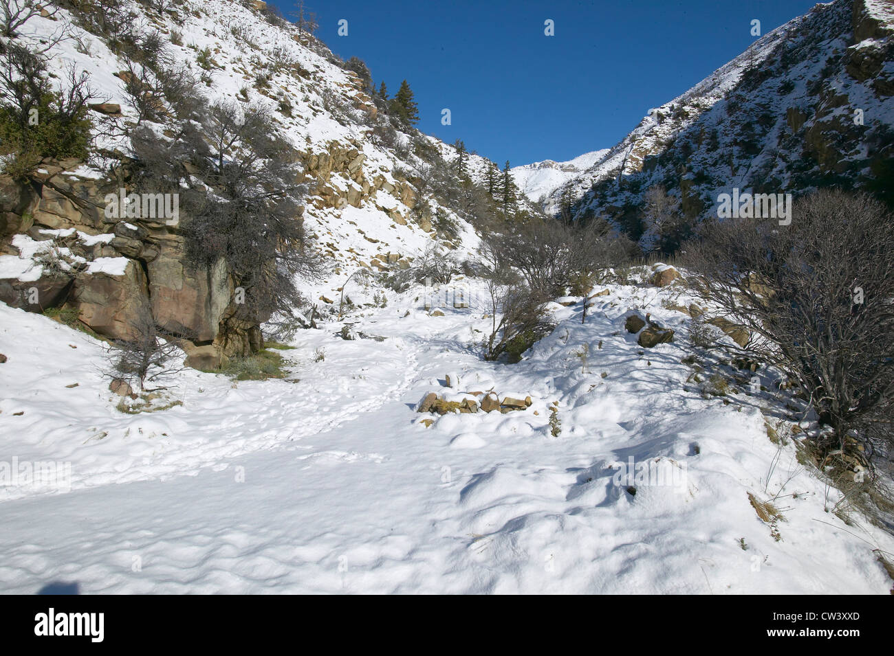 Side road buried under fresh snowfall along Highway 33 north of Ojai