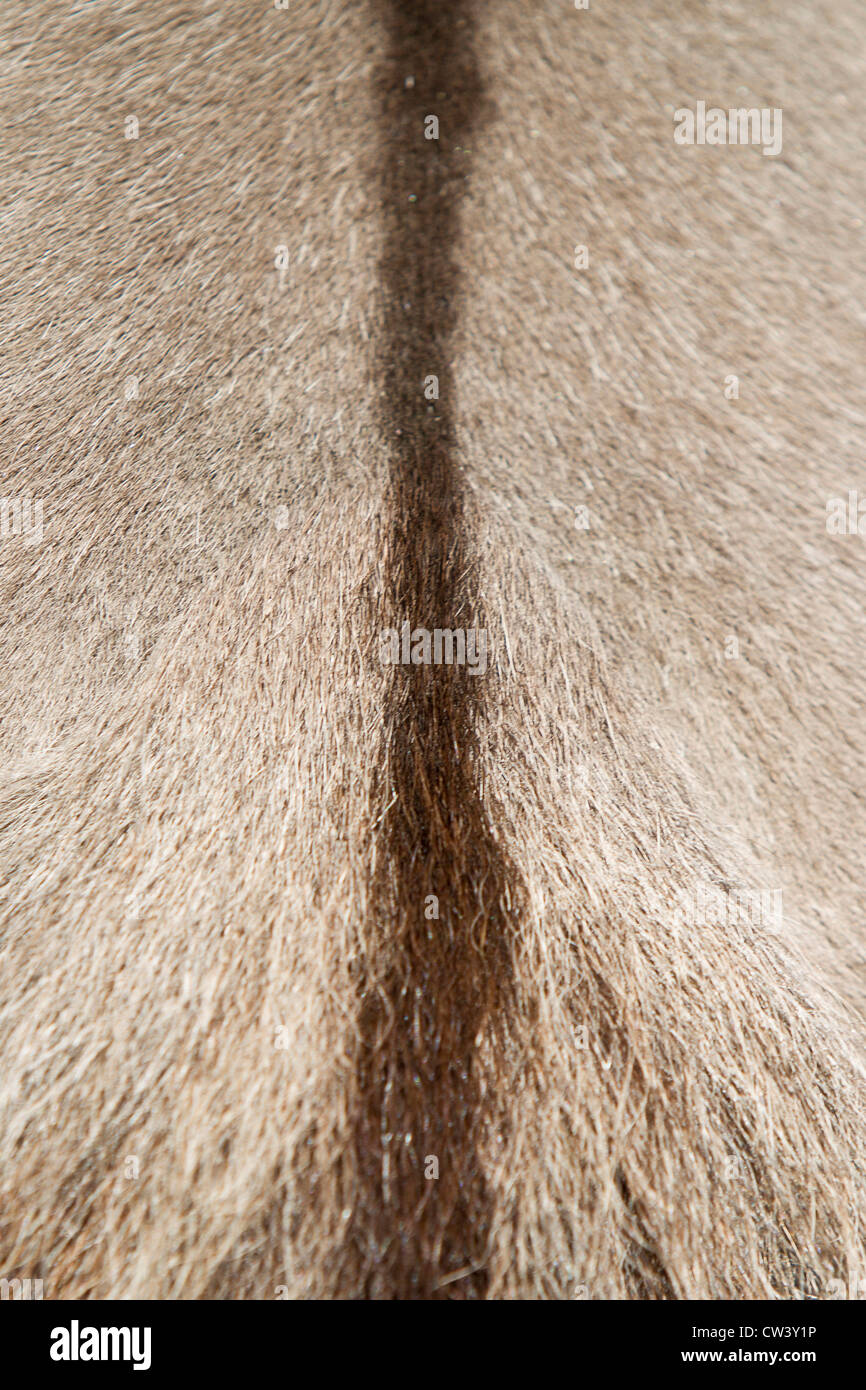 Icelandic Horse, fur with dorsal stripe Stock Photo