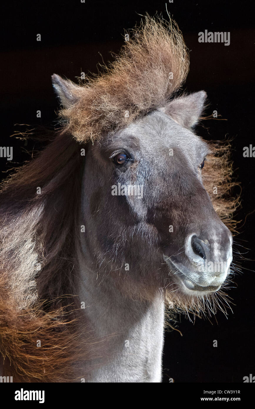 Icelandic Horse. Portrait of a dun horse flicking the hair of the mane