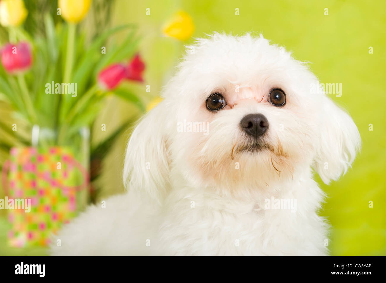 Bolonka. Portrait of a white adult with a vase with tulips in background Stock Photo