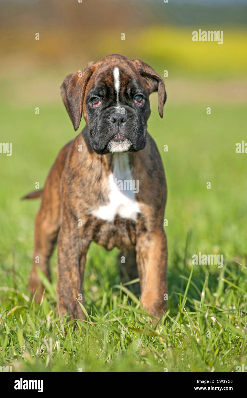 Boxer. Puppy standing on grass Stock Photo