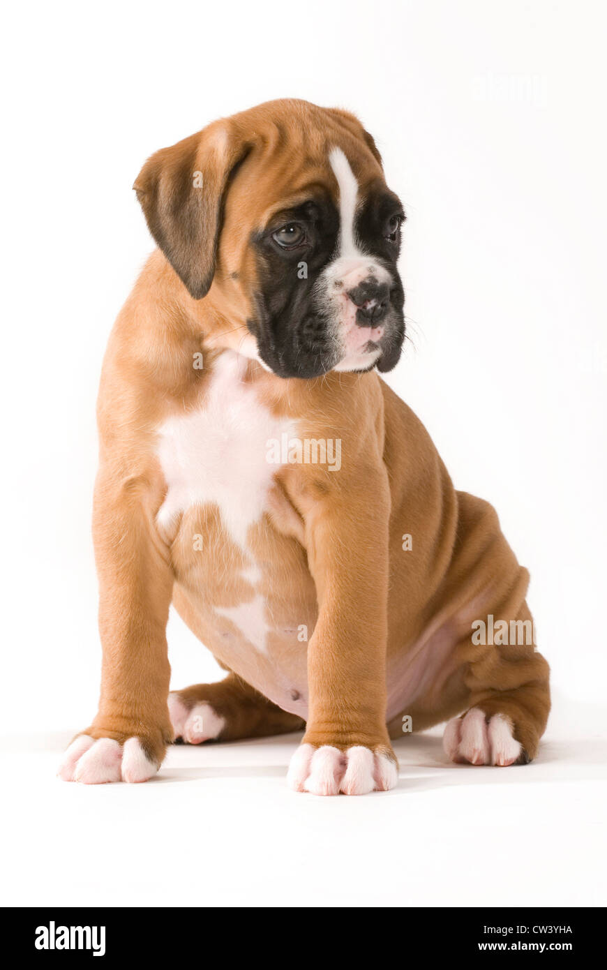 Boxer. Puppy sitting. Studio picture against a white background Stock Photo