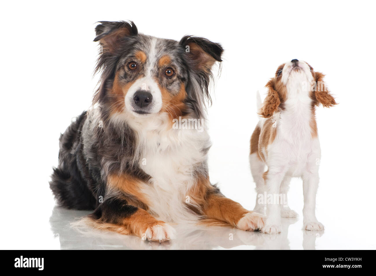 Apricot Border Collie Sale Online Get 51 Off Pselab Chem Polimi It