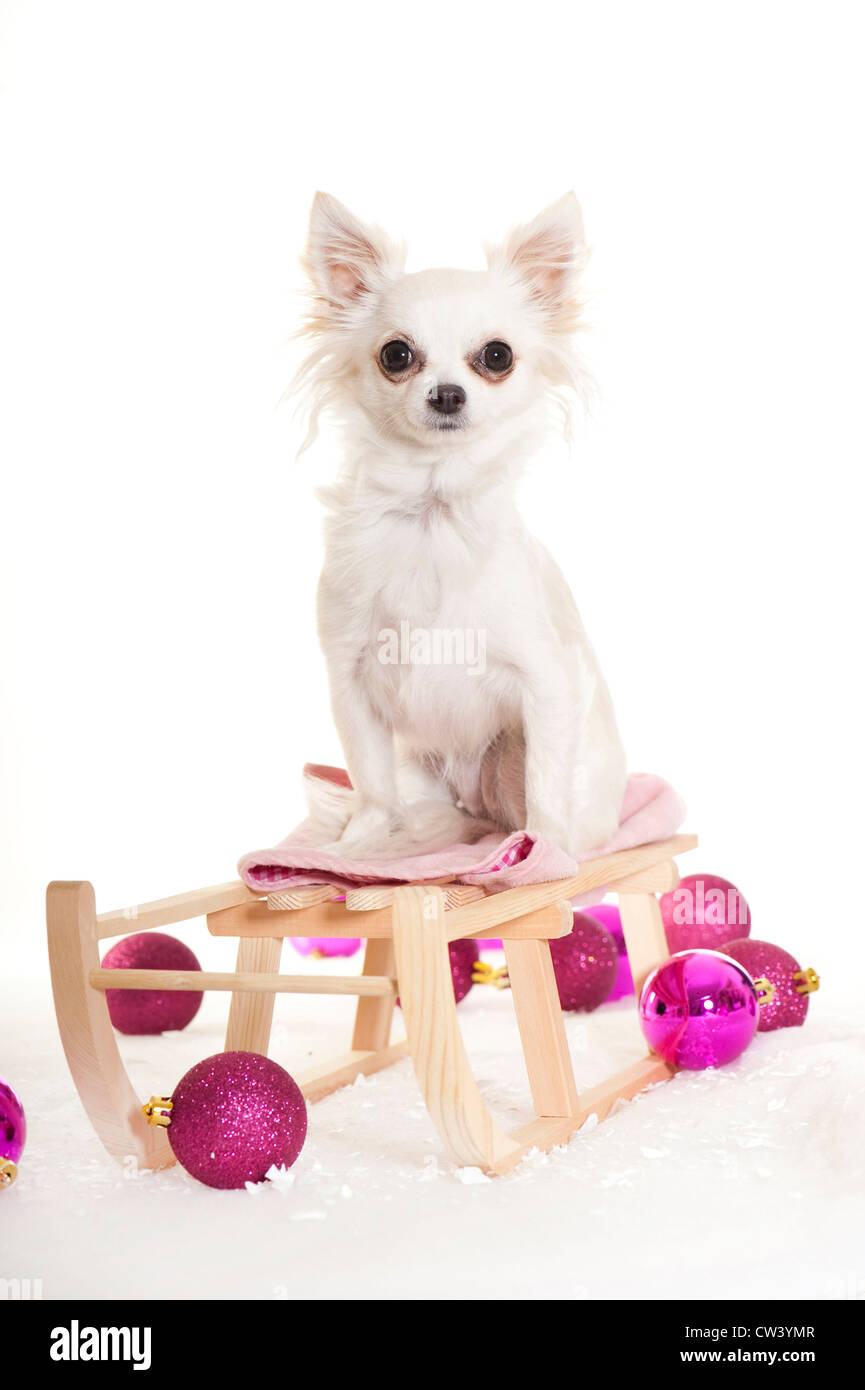 Chihuahua. Adult white dog sitting on a sledge. Studio picture against a white background Stock Photo