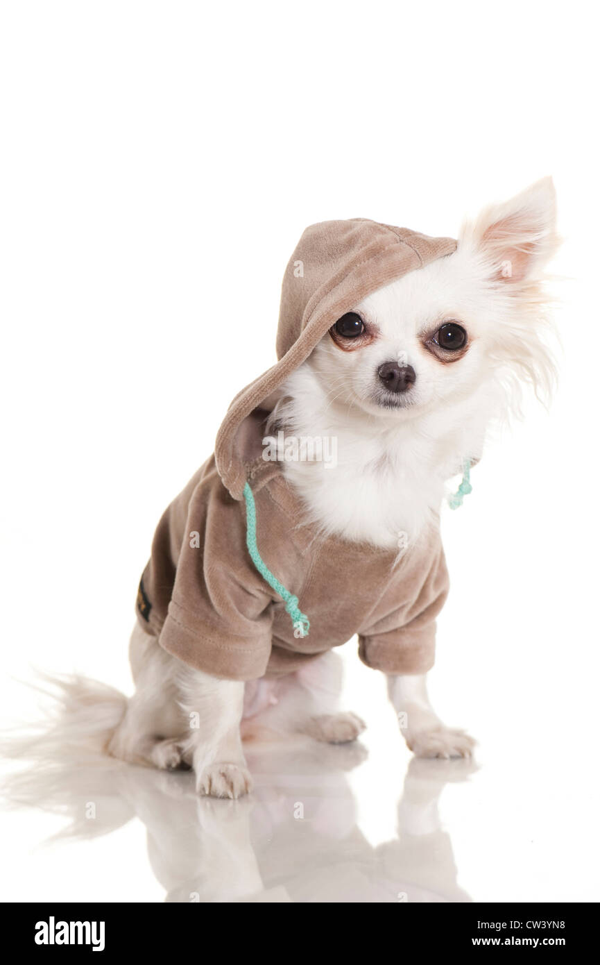 Chihuahua. Adult white dog dressed in a tracksuit shirt. Studio picture against a white background Stock Photo