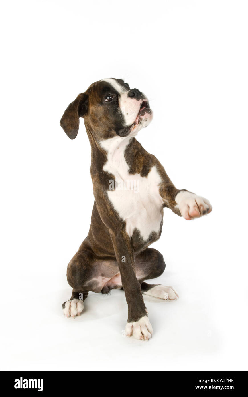 Boxer. Juvenile dog sitting with one paw lifted up. Studio picture against  a white background Stock Photo - Alamy