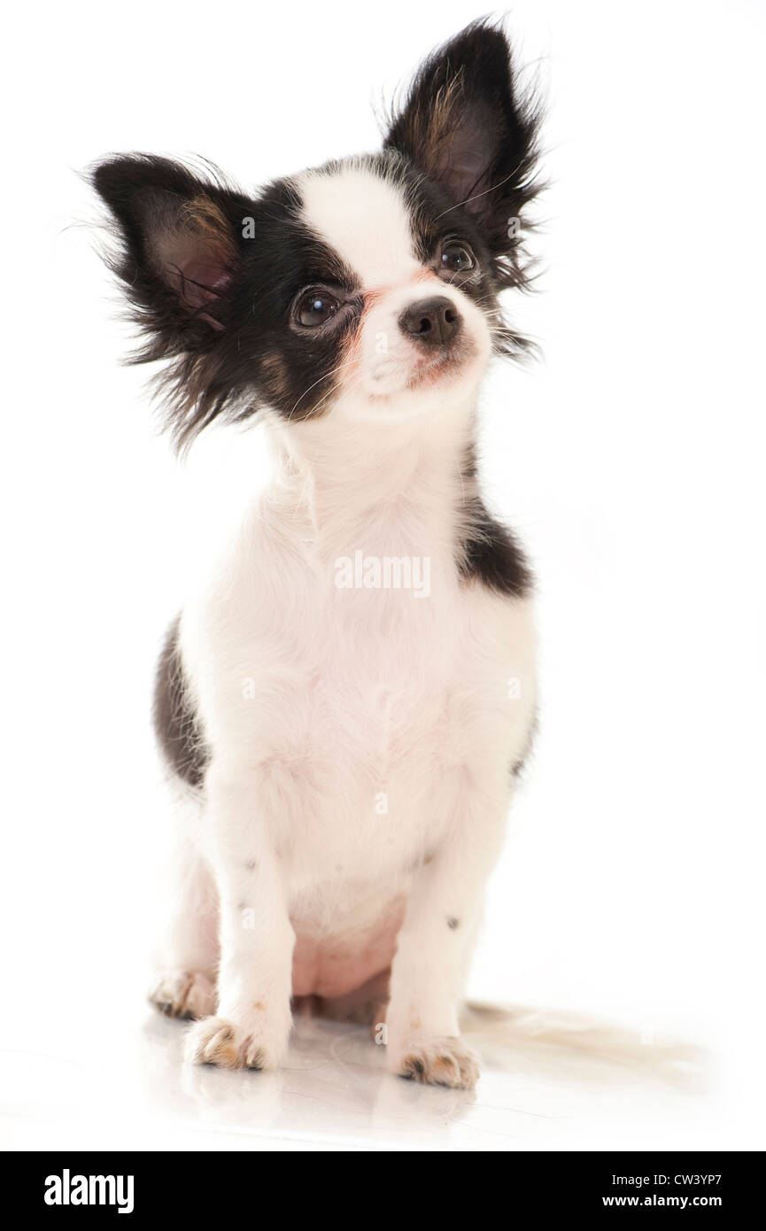 Chihuahua. Black-and-white dog sitting. Studio picture against a white background Stock Photo