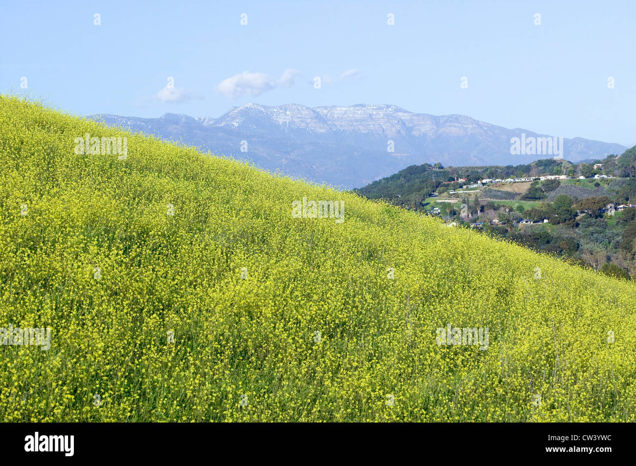Yellow mustard plant grows in green spring field near Lake Casitas with Topa Topa Mountains in view in Ventura County near Ojai Stock Photo