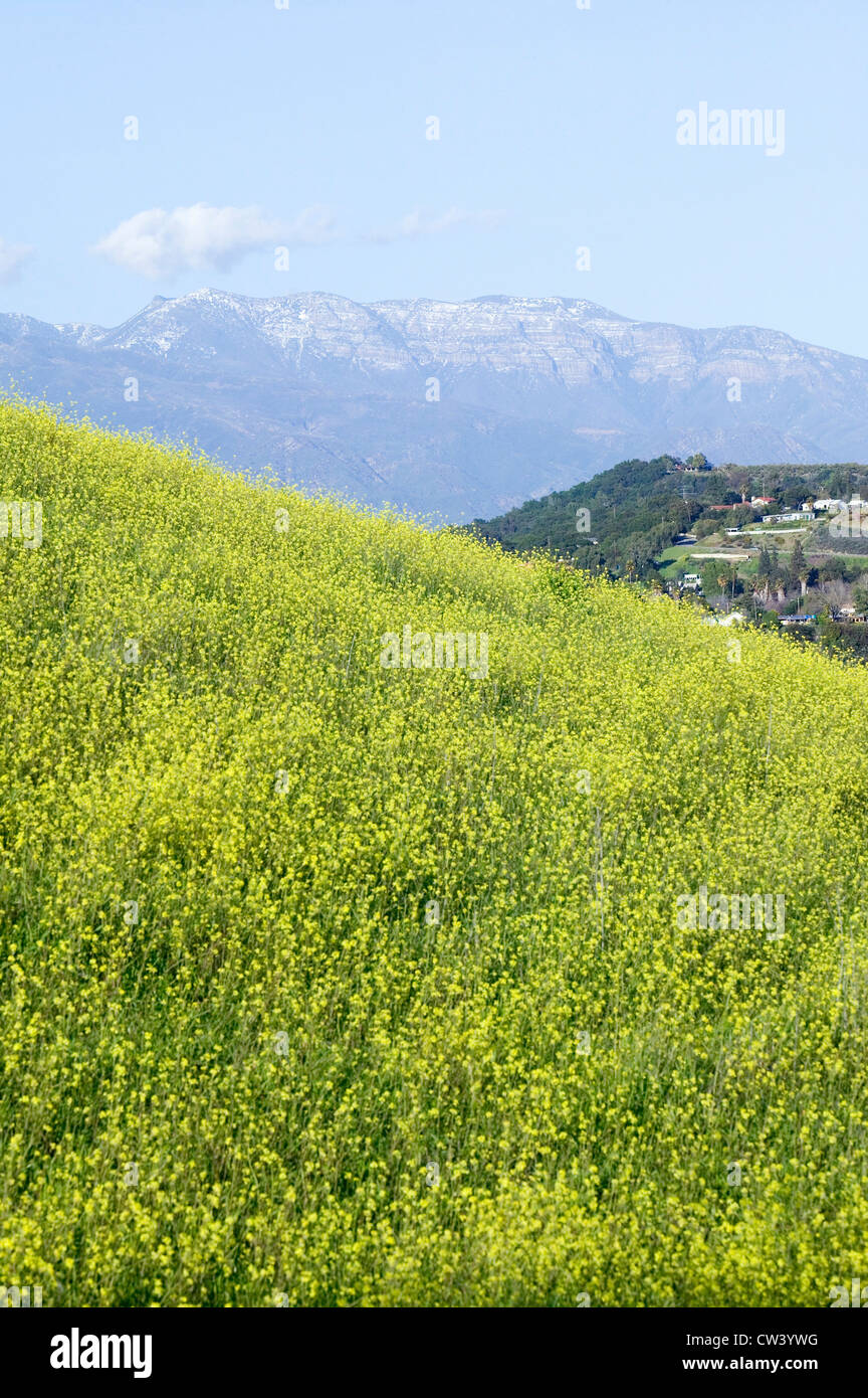 Yellow mustard plant grows in green spring field near Lake Casitas with Topa Topa Mountains in