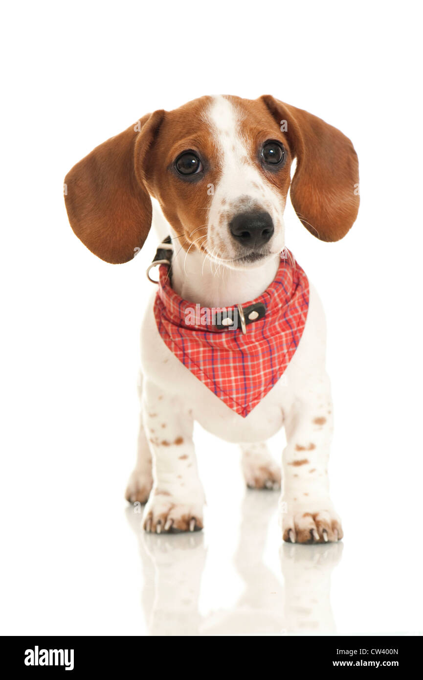 Dachshund. Smooth piebald puppy with scarf, standing. Studio picture against a white background Stock Photo