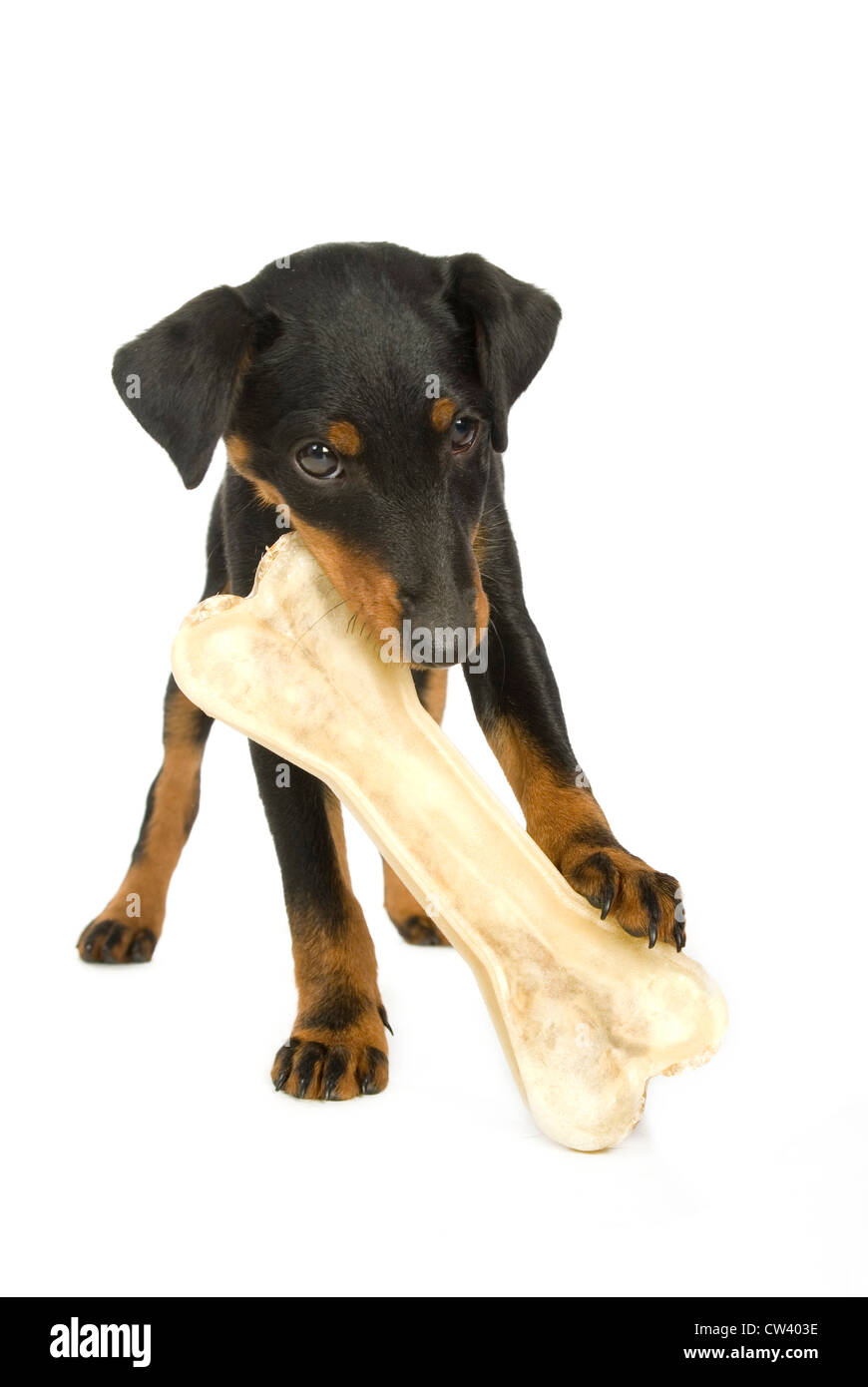 Jagdterrier, German Hunt Terrier. Puppy with a big chew bone. Studio picture against a white background Stock Photo