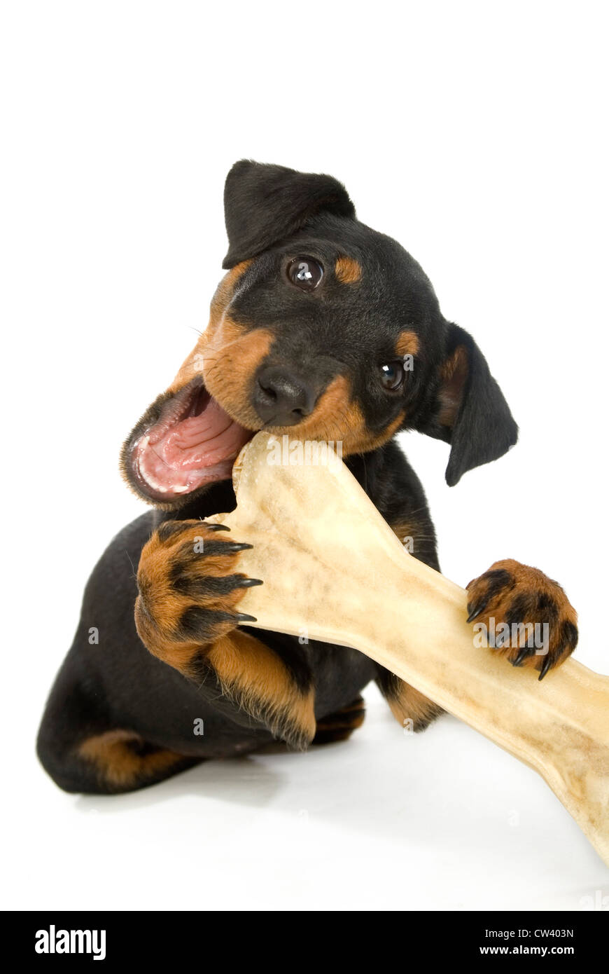 Jagdterrier, German Hunt Terrier. Puppy gnawing at big chew bone. Studio picture against a white background Stock Photo
