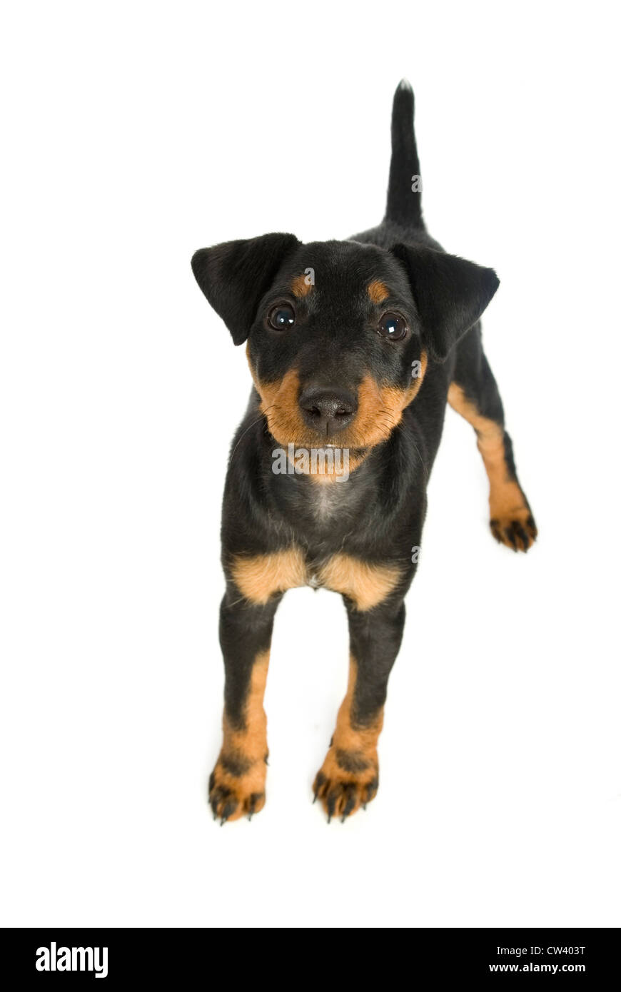 Jagdterrier, German Hunt Terrier. Puppy looking into the camera, standing. Studio picture against a white background Stock Photo