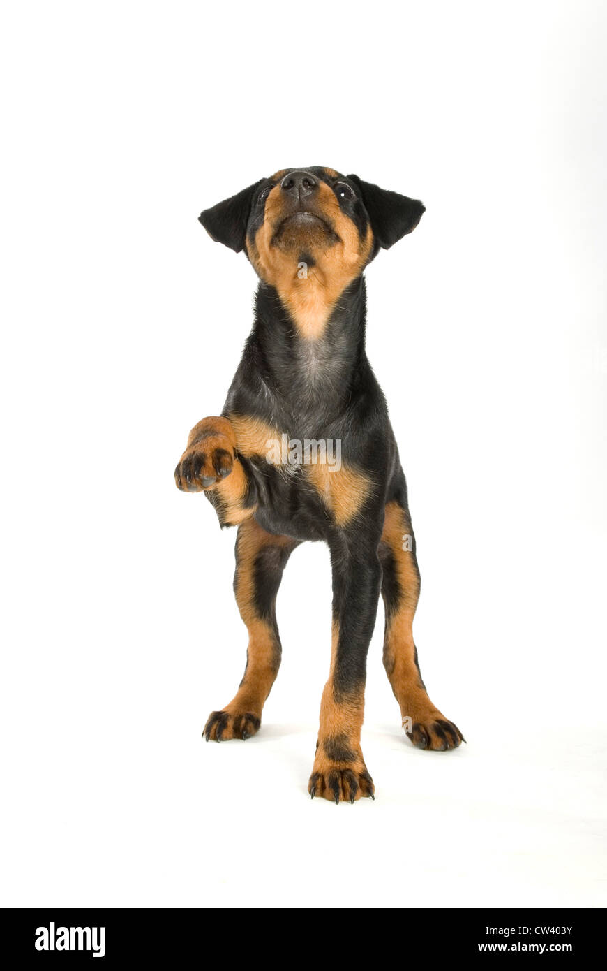 Jagdterrier, German Hunt Terrier. Puppy standing with paw raised. Studio picture against a white background Stock Photo