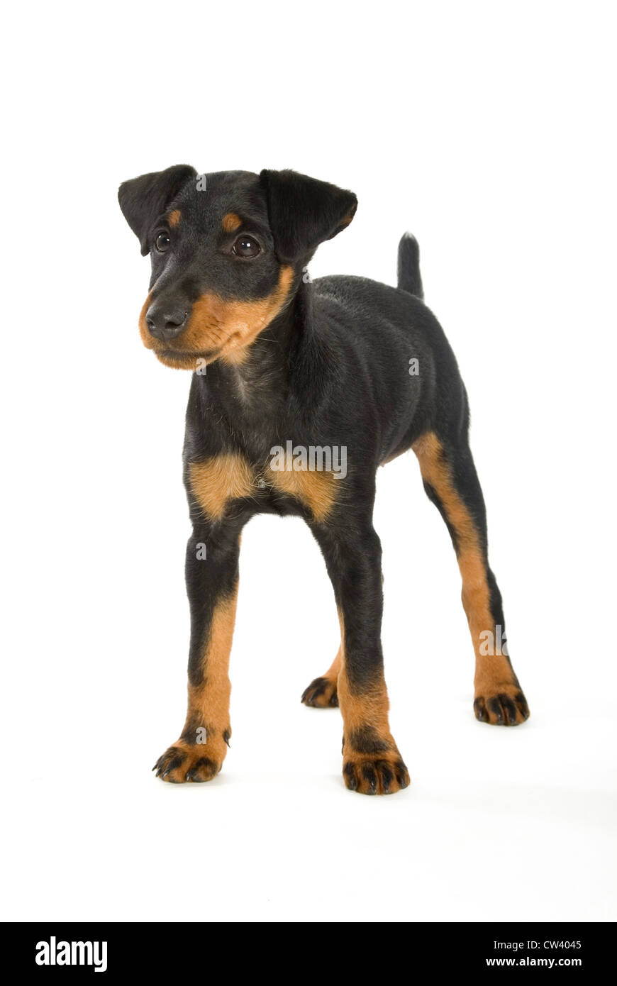 Jagdterrier, German Hunt Terrier. Puppy standing. Studio picture against a white background Stock Photo