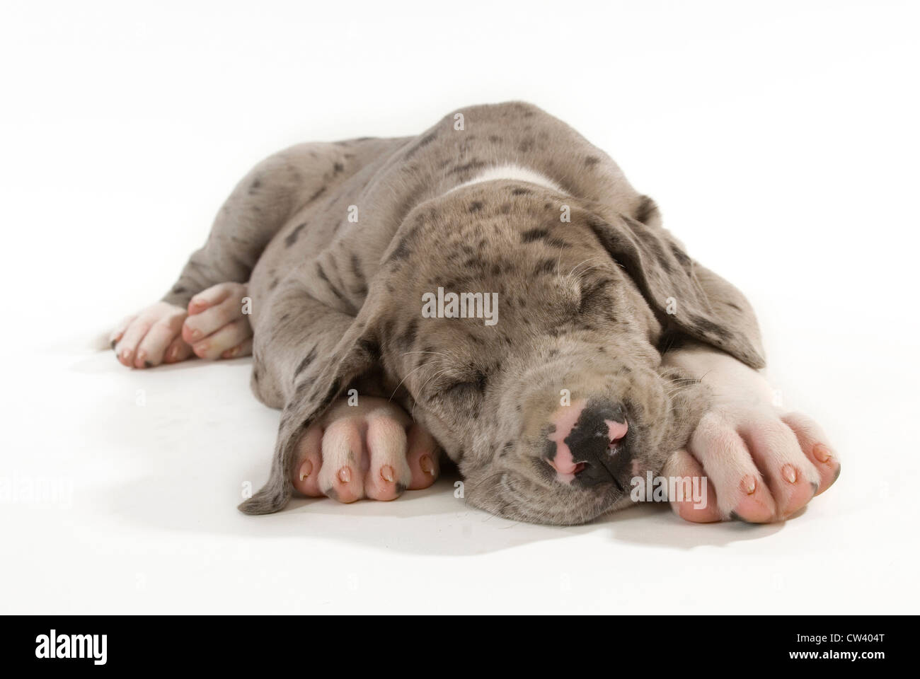 Great Dane. Puppy sleeping. Studio picture against a white background Stock Photo