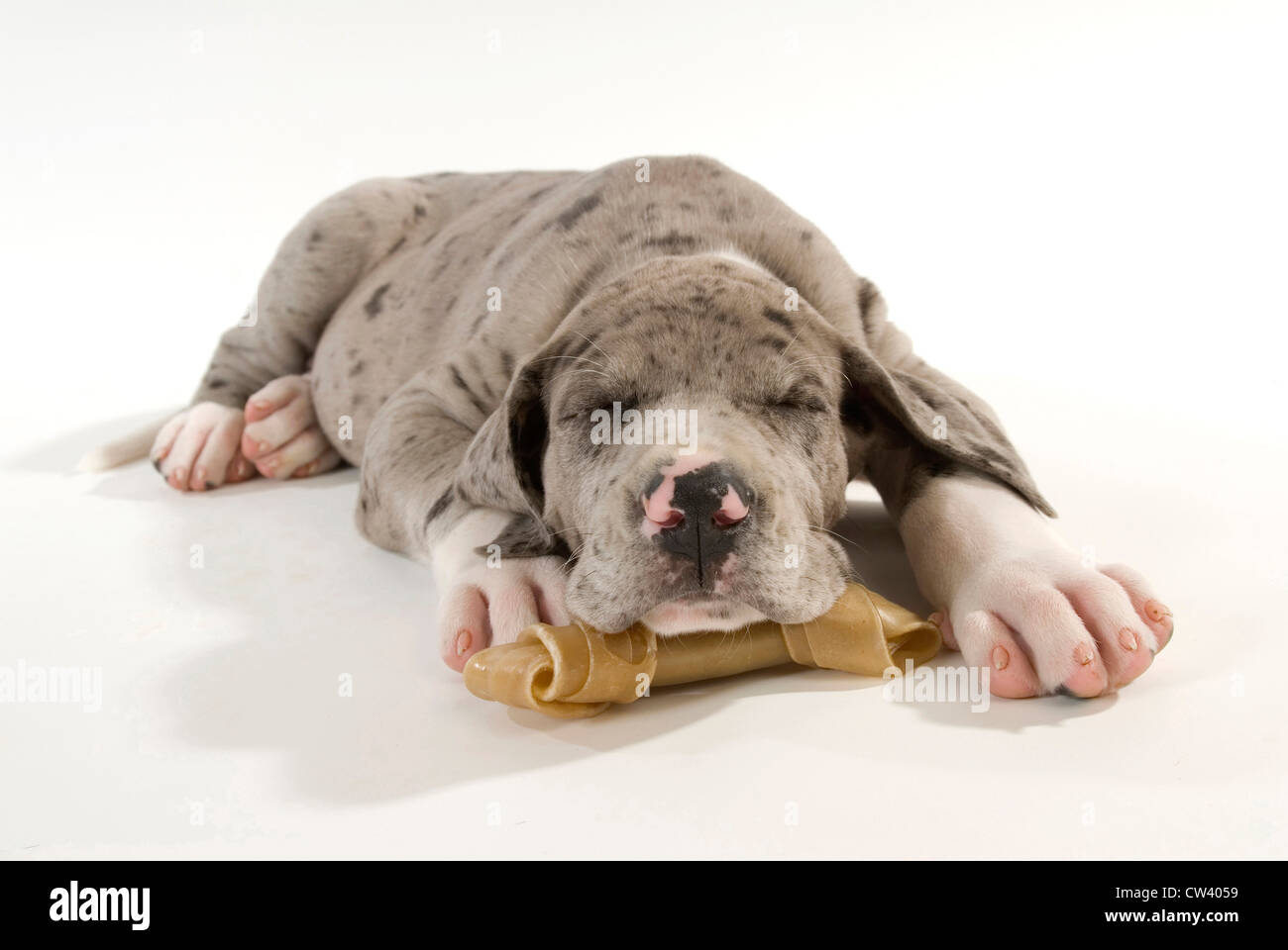 Great Dane. Puppy sleeping with its head resting on a chew bone. Studio picture against a white background Stock Photo