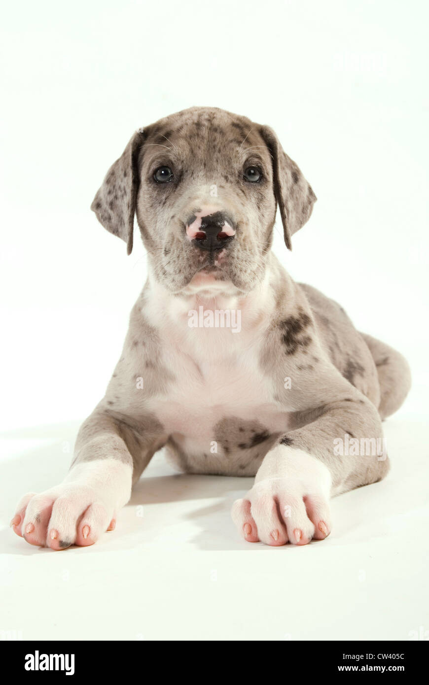 Great Dane. Puppy lying. Studio picture against a white background Stock Photo