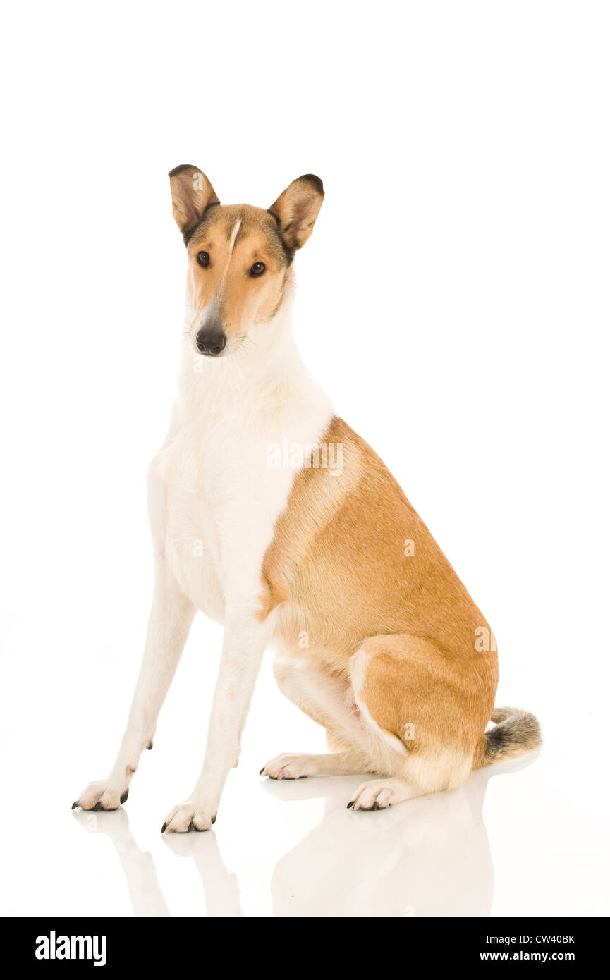 Smooth Collie, adult sitting. Studio picture against a white background Stock Photo