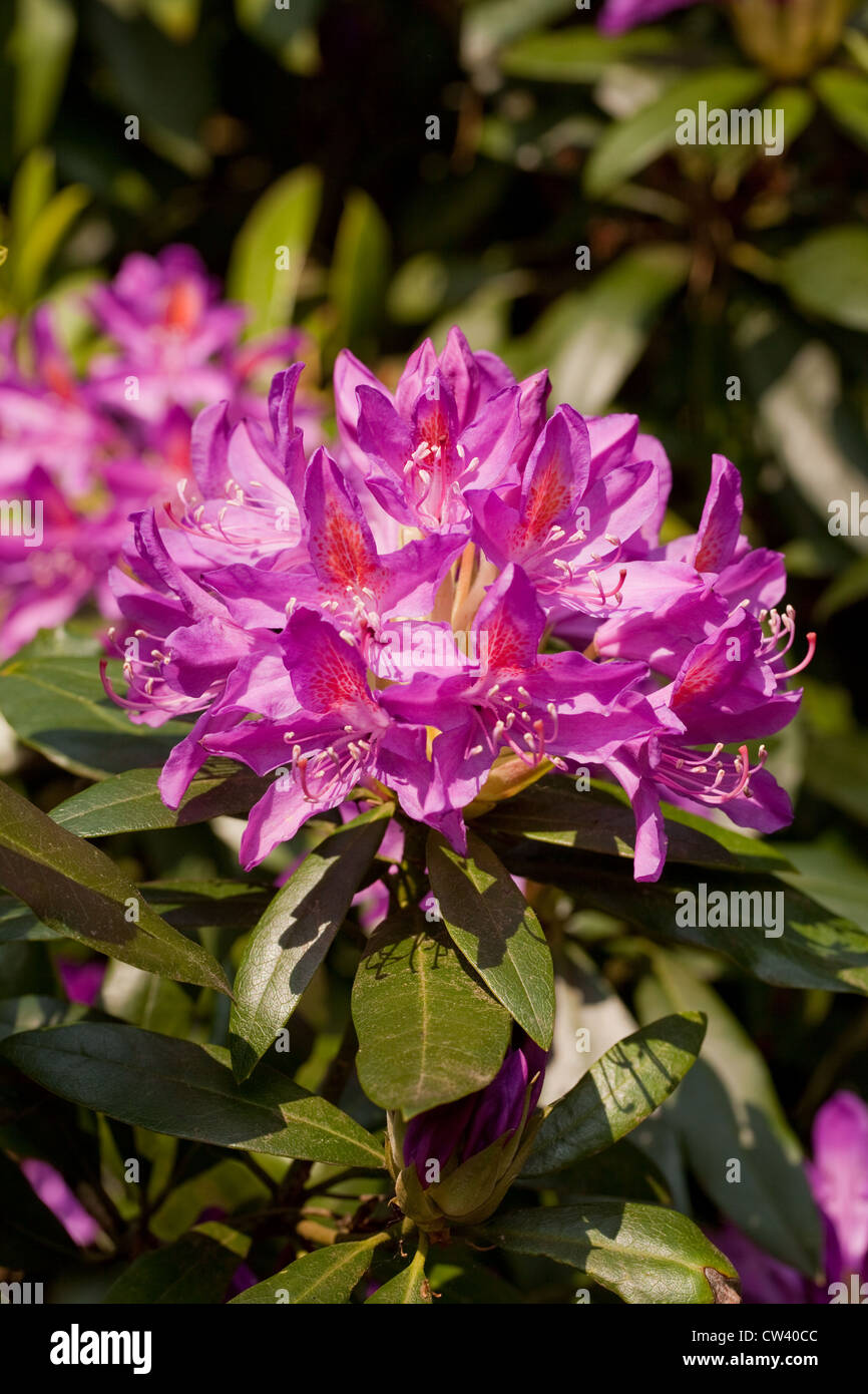 Rhododendron Flowers Rhododendron Ponticum Wild Colour Form Stock Photo Alamy