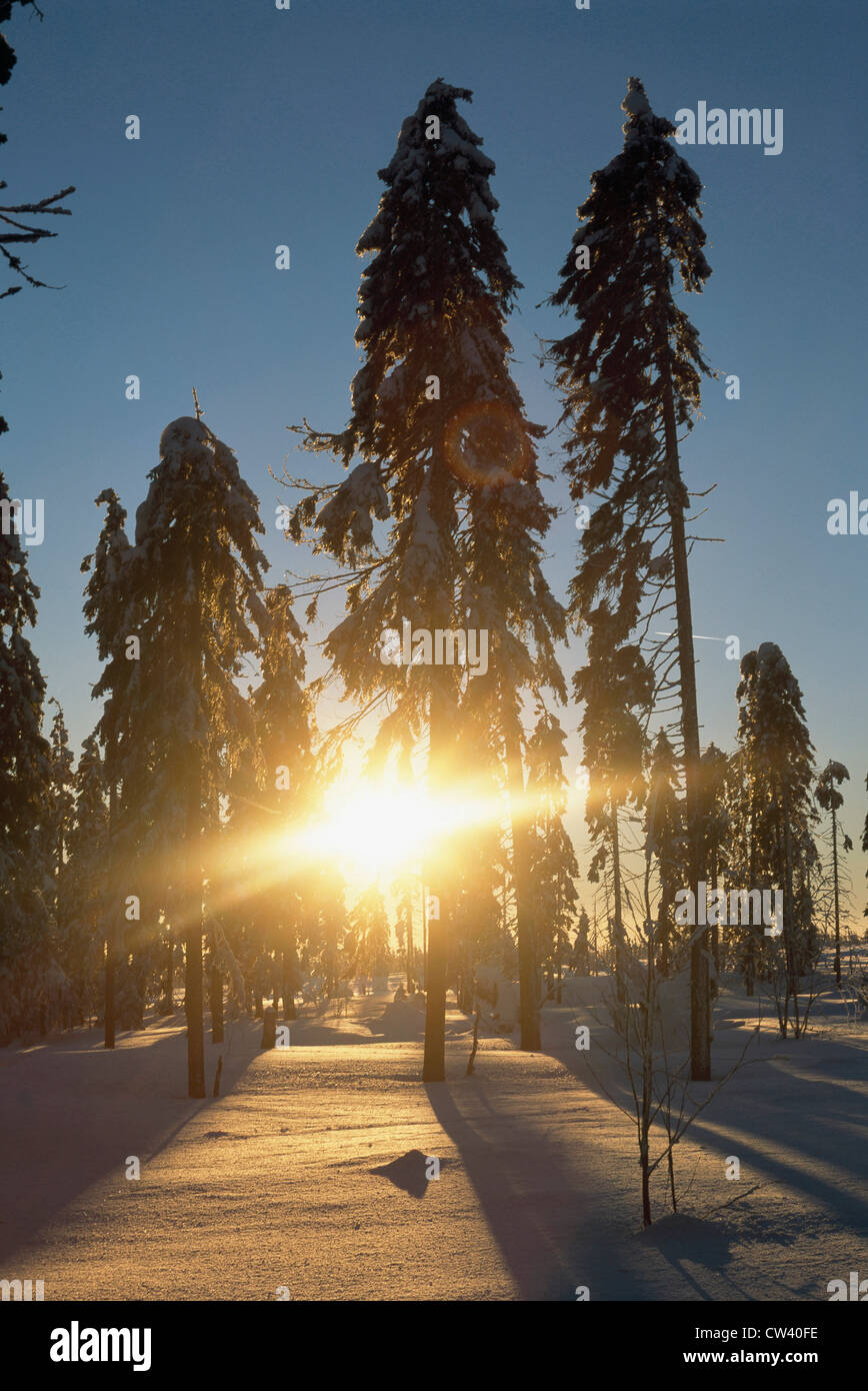 Trees on a snow covered landscape, Karkonosze Mountains, Czech Republic Stock Photo