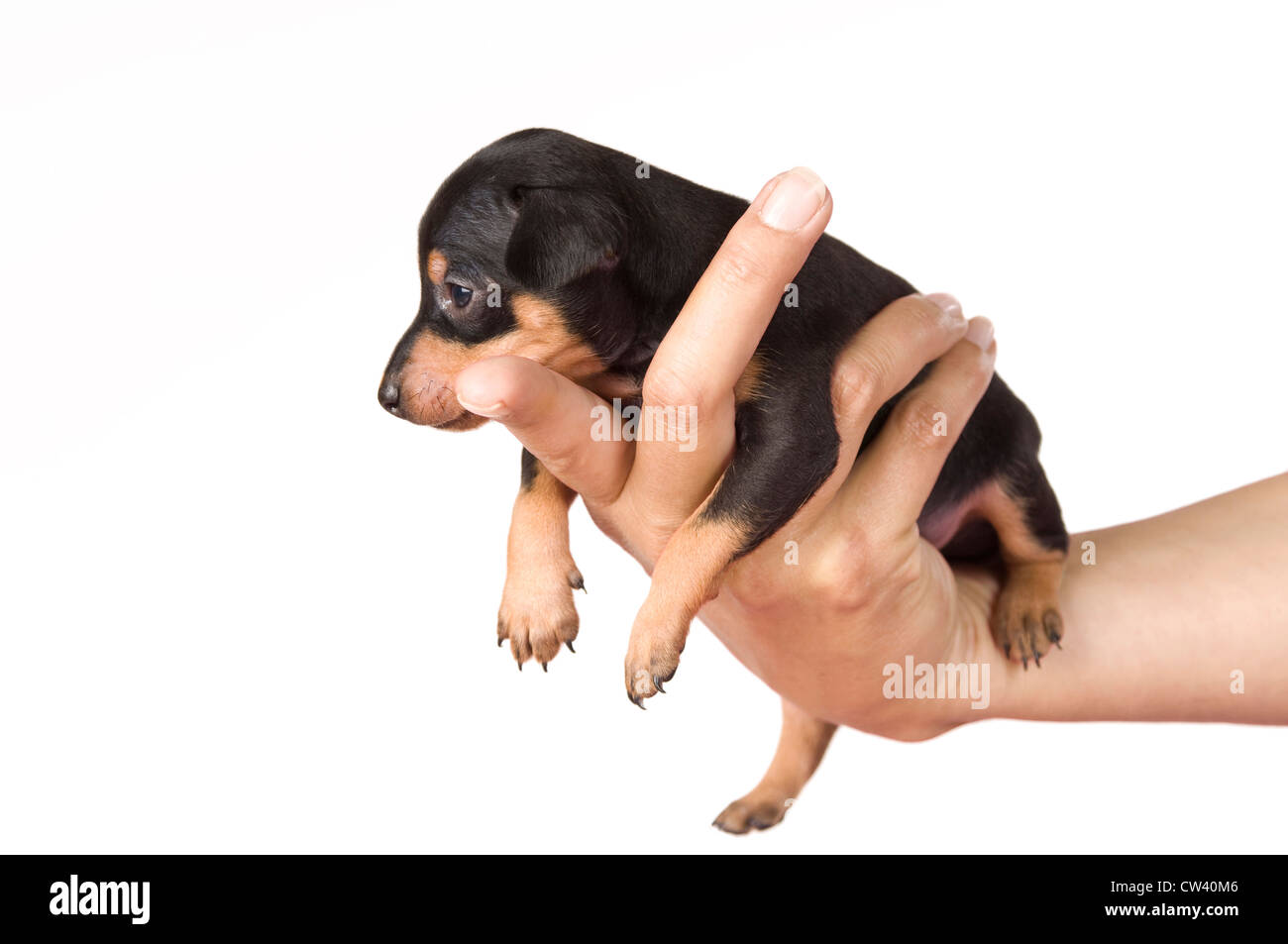 Prague Rattler. Puppy being in a hand. Studio picture against a white background Stock Photo
