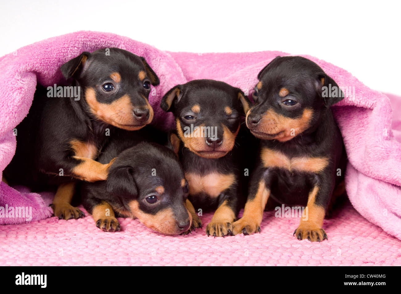 Prague Rattler. Four puppies in a pink blanket. Studio picture against a white background Stock Photo