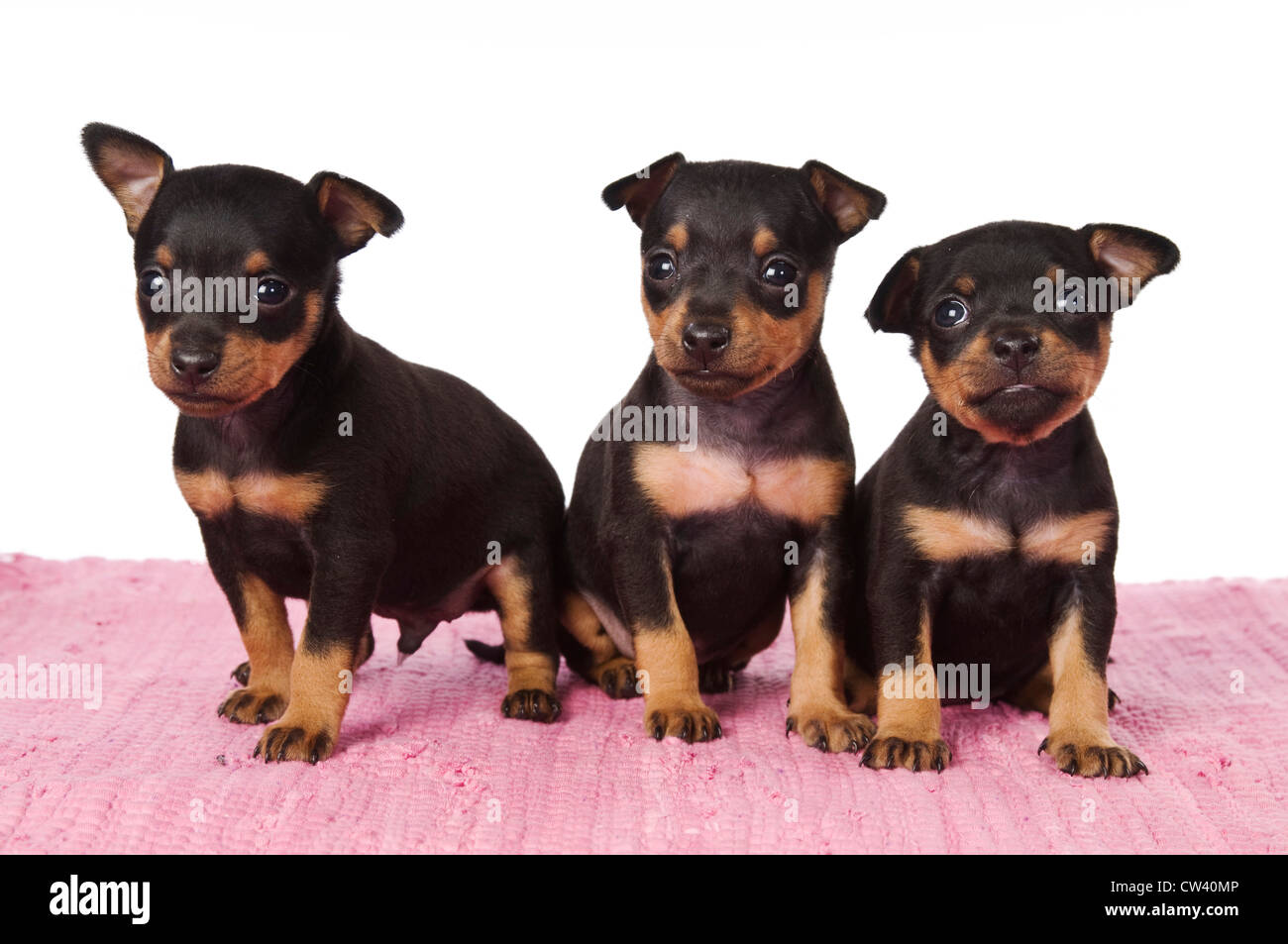 Prague Rattler. Three puppies on a pink blanket. Studio picture against a white background Stock Photo