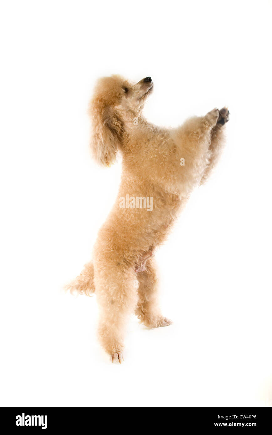 Poodle standing upright on its hind legs. Studio picture against a