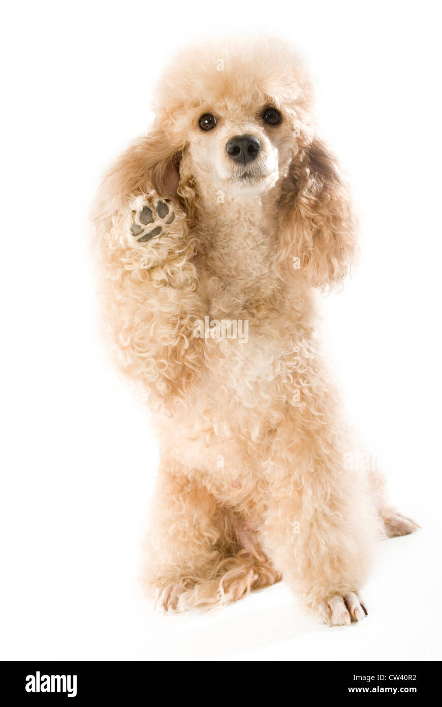 Poodle paw hotsell