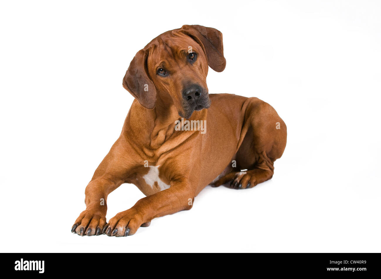 Rhodesian Ridgeback. Adult lying with head cocked to one side. Studio picture against a white background Stock Photo