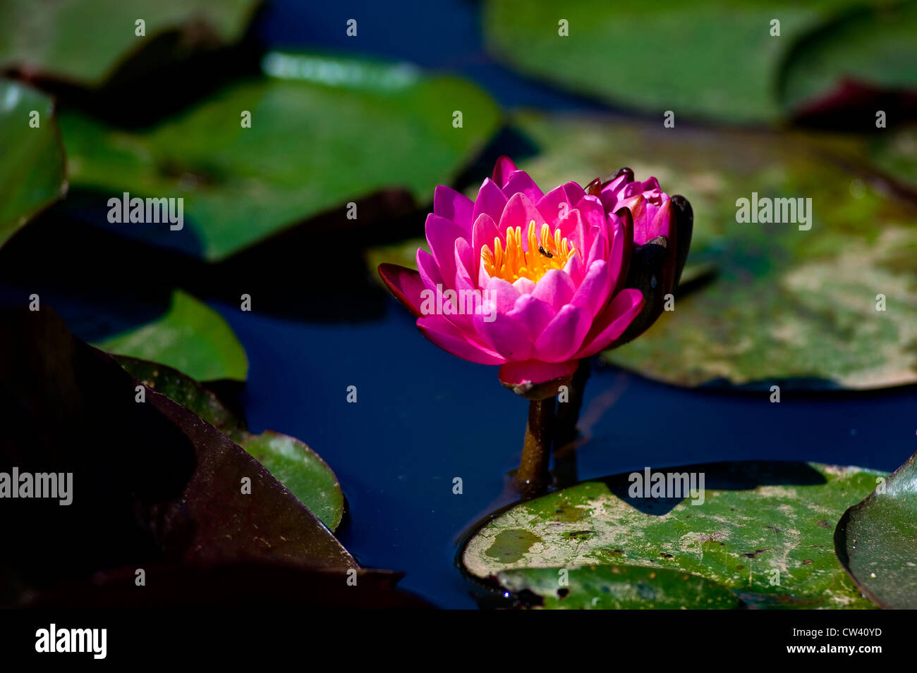 USA, Washington, Washington DC, Water lilies in Aquatic Gardens Stock