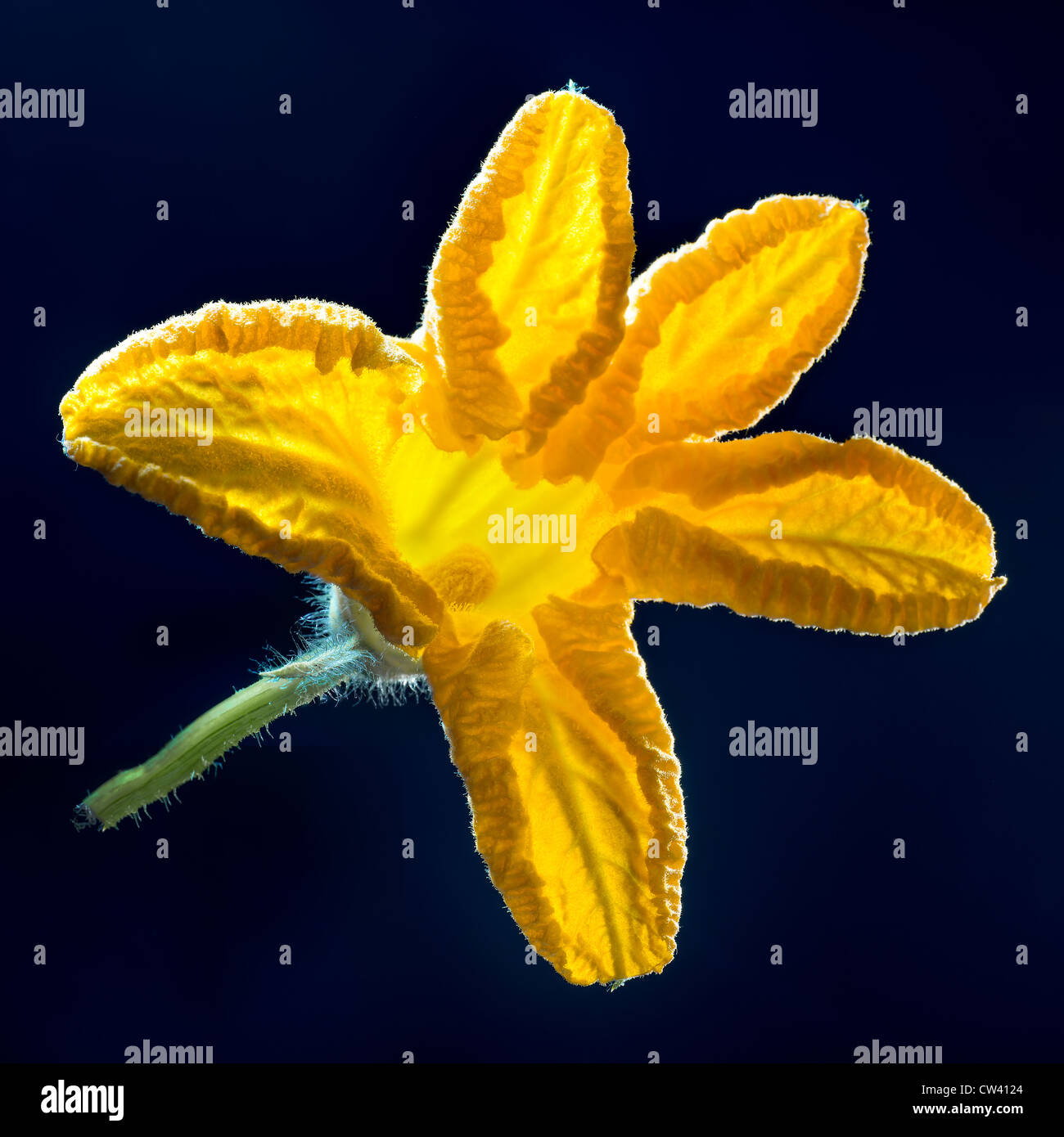 yellow zucchini flower bright light studio cut out dark background all over sharpness (image stacking) garden food plant vegetab Stock Photo