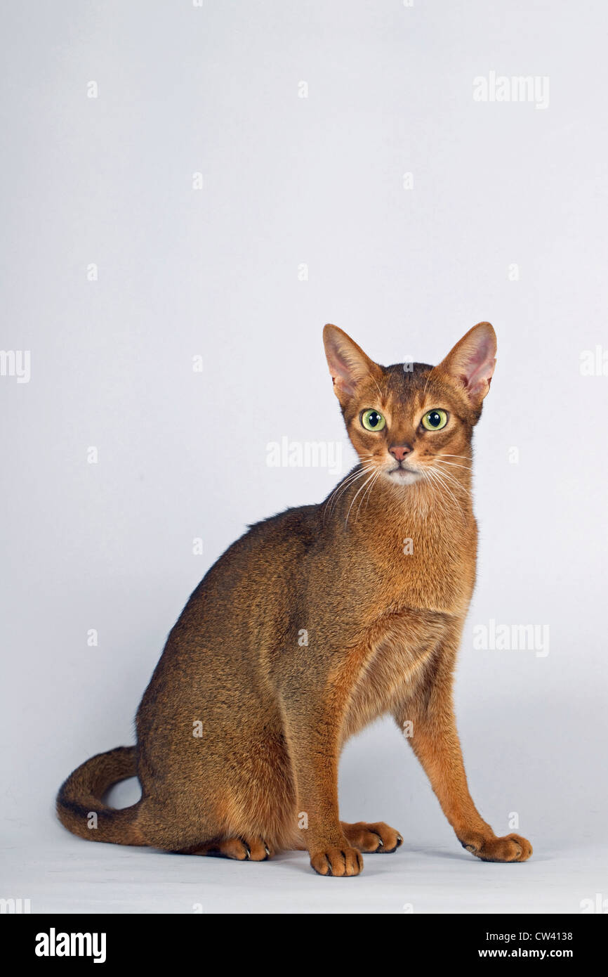 Abyssinian Cat. Adult sitting. Studio picture against a gray background Stock Photo