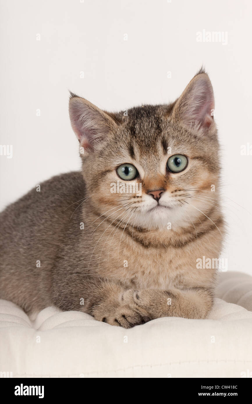 British Shorthair, lying on a cushion. Studio picture against a white background, niedlich, cute, Jungtier, juvenile, young, jun Stock Photo