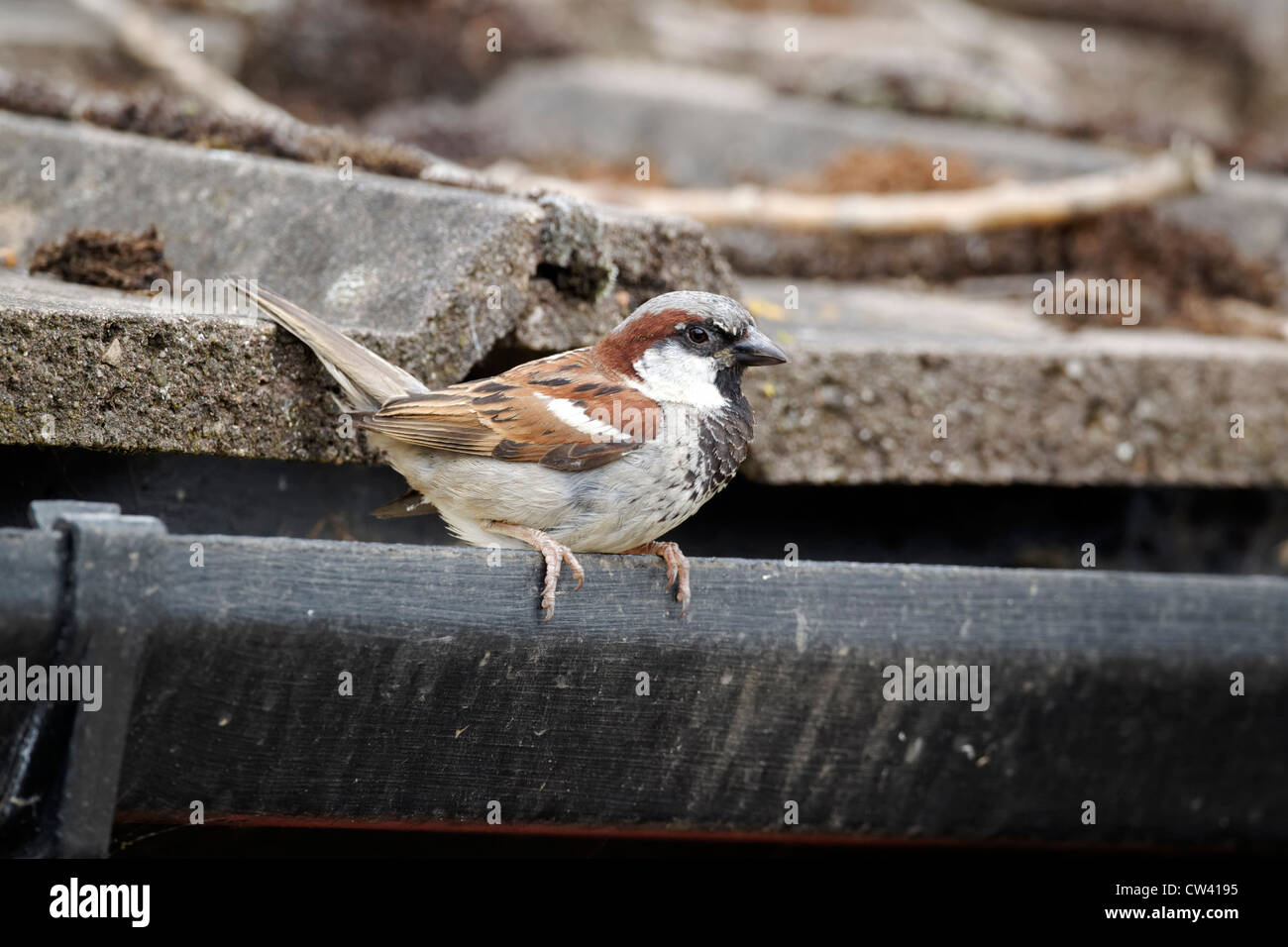 House sparrow, Passer domesticus. single male on tiled roof, Staffordshire, August 2012 Stock Photo