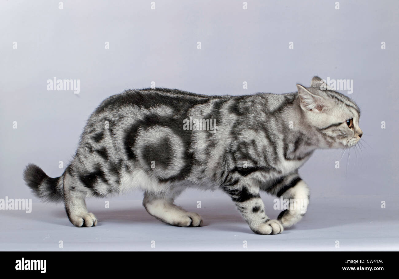 British Shorthair, walking, seen side-on. Studio picture against a gray background Stock Photo