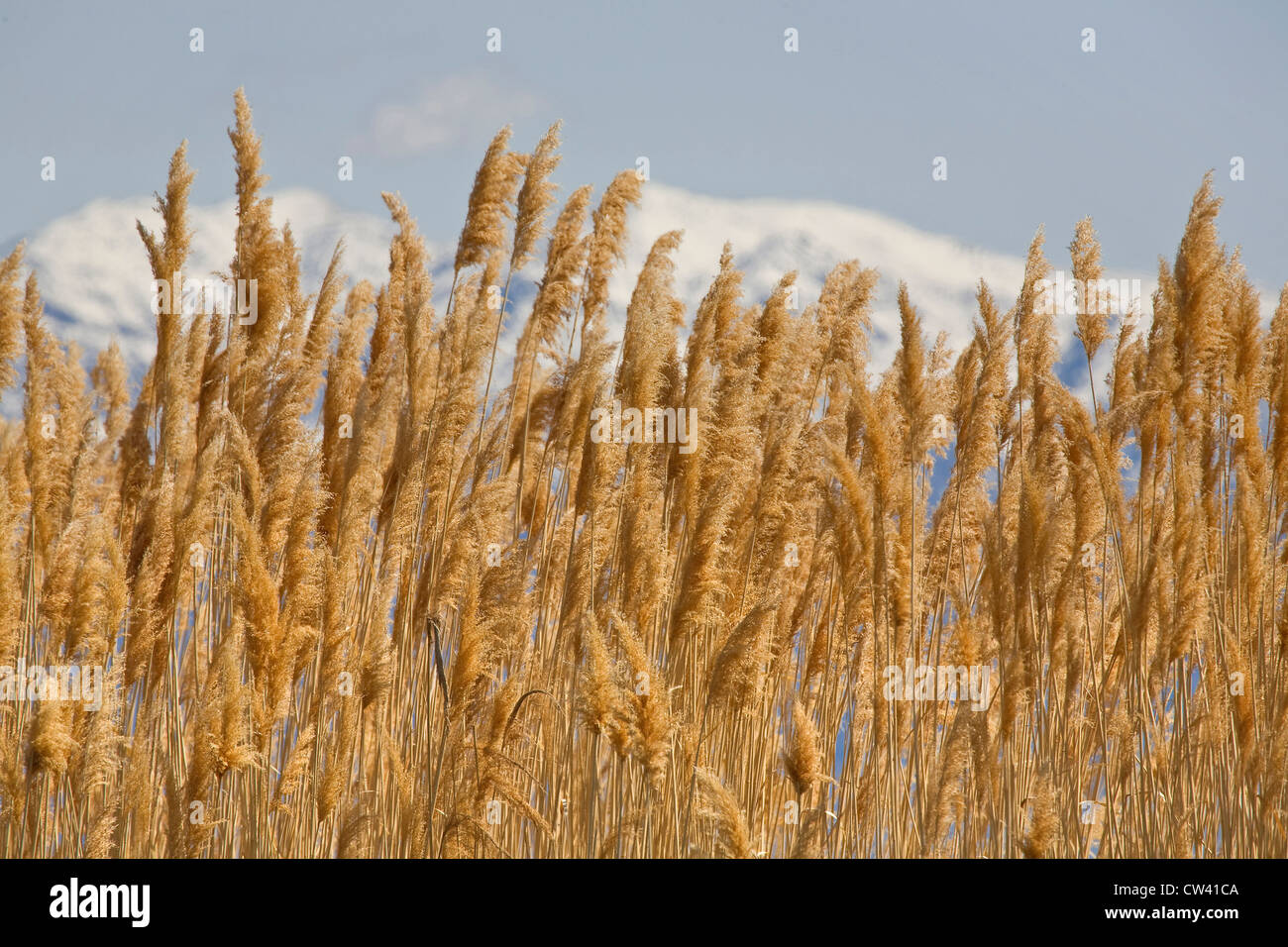 Close-up of dried grass, Bear River Migratory Bird Refuge, Ogden, Utah, USA Stock Photo