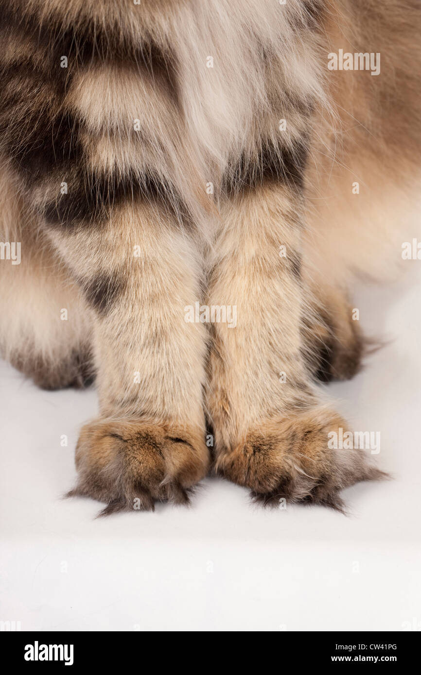 Maine Coon, close-up of paws. Long tufts of fur growing between their toes  help keep the toes warm and further aid walking on sn Stock Photo - Alamy
