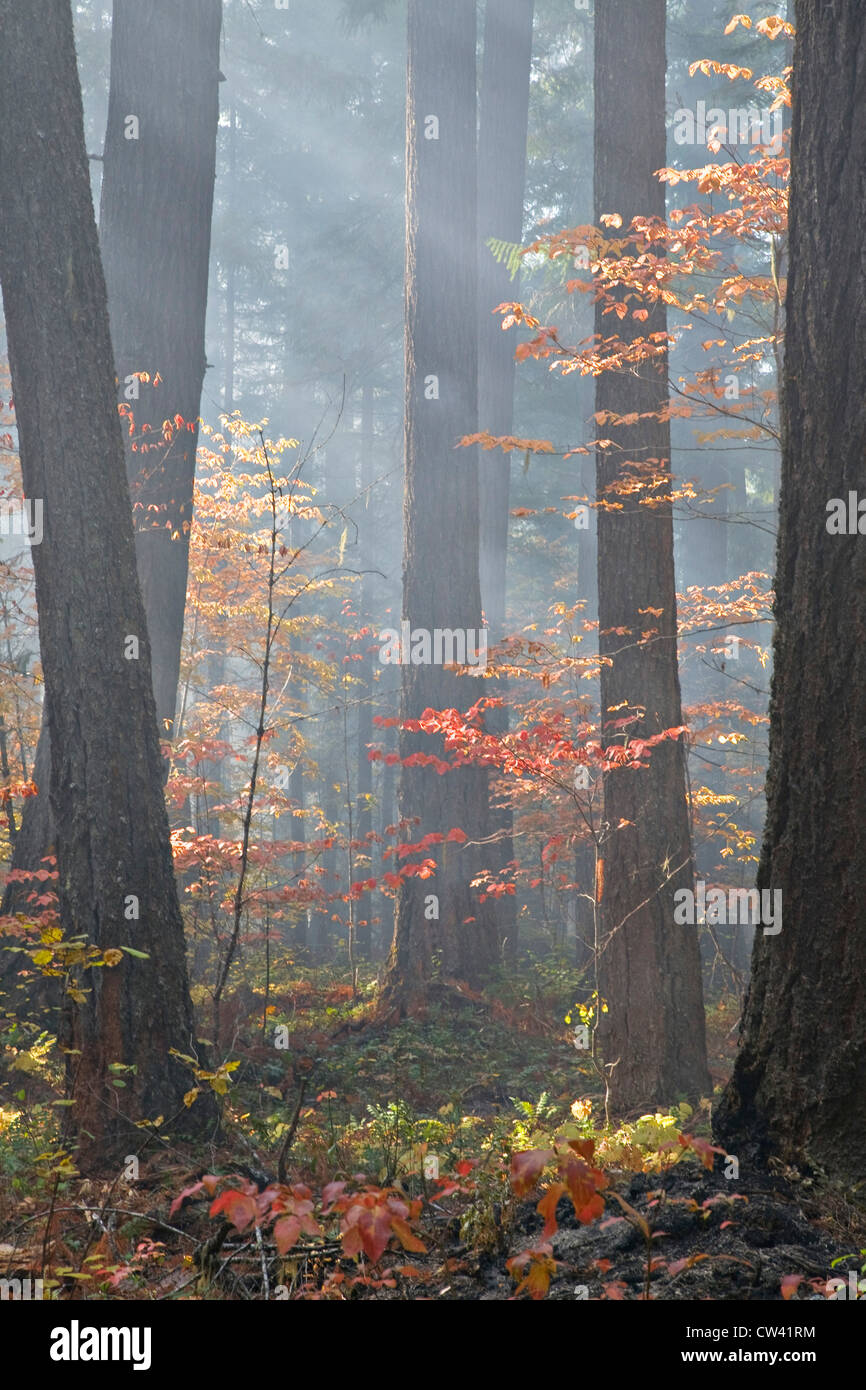 Smoke in a forest, Rogue River National Forest, Oregon, USA Stock Photo