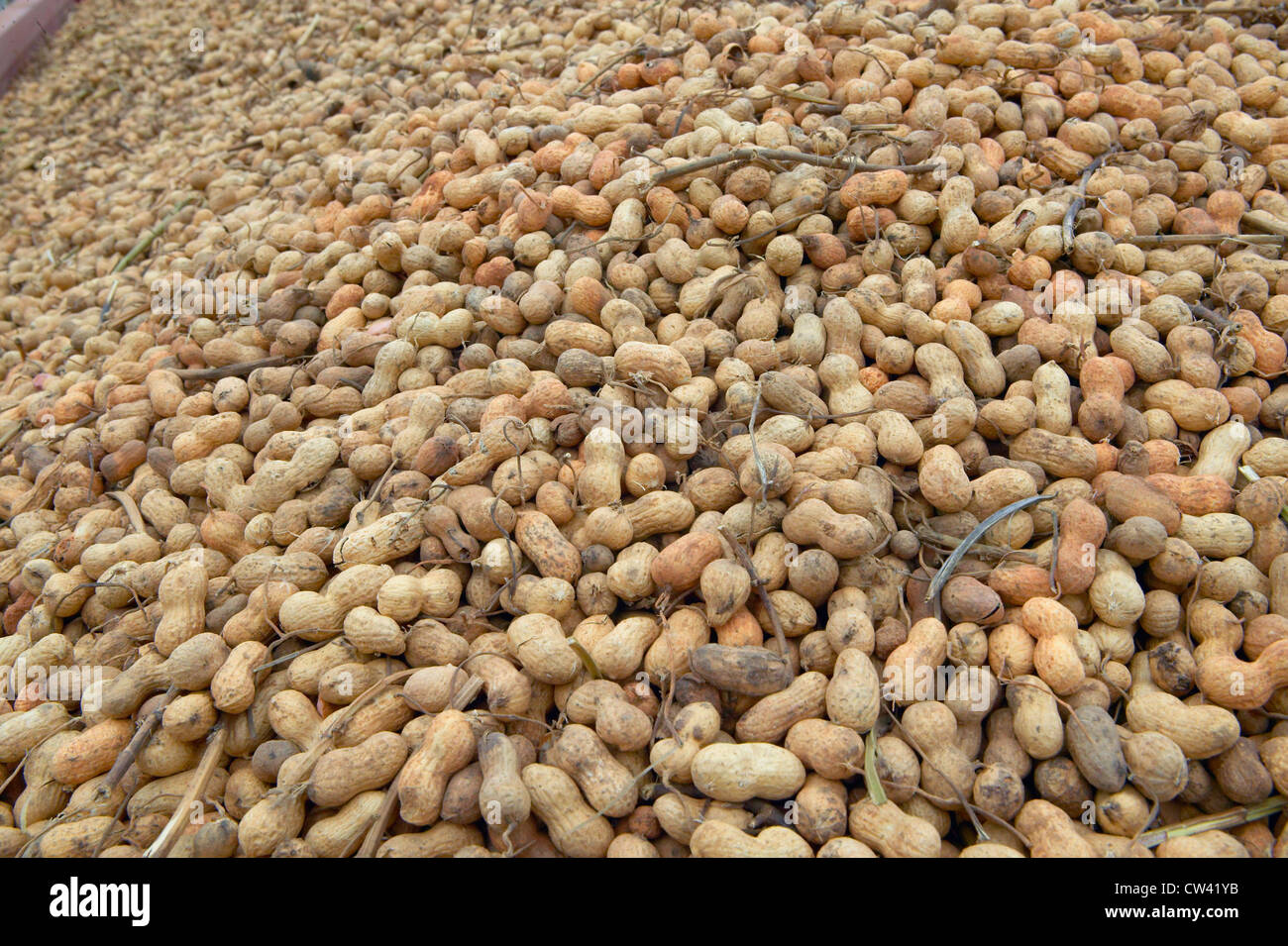 Peanuts hires stock photography and images Alamy