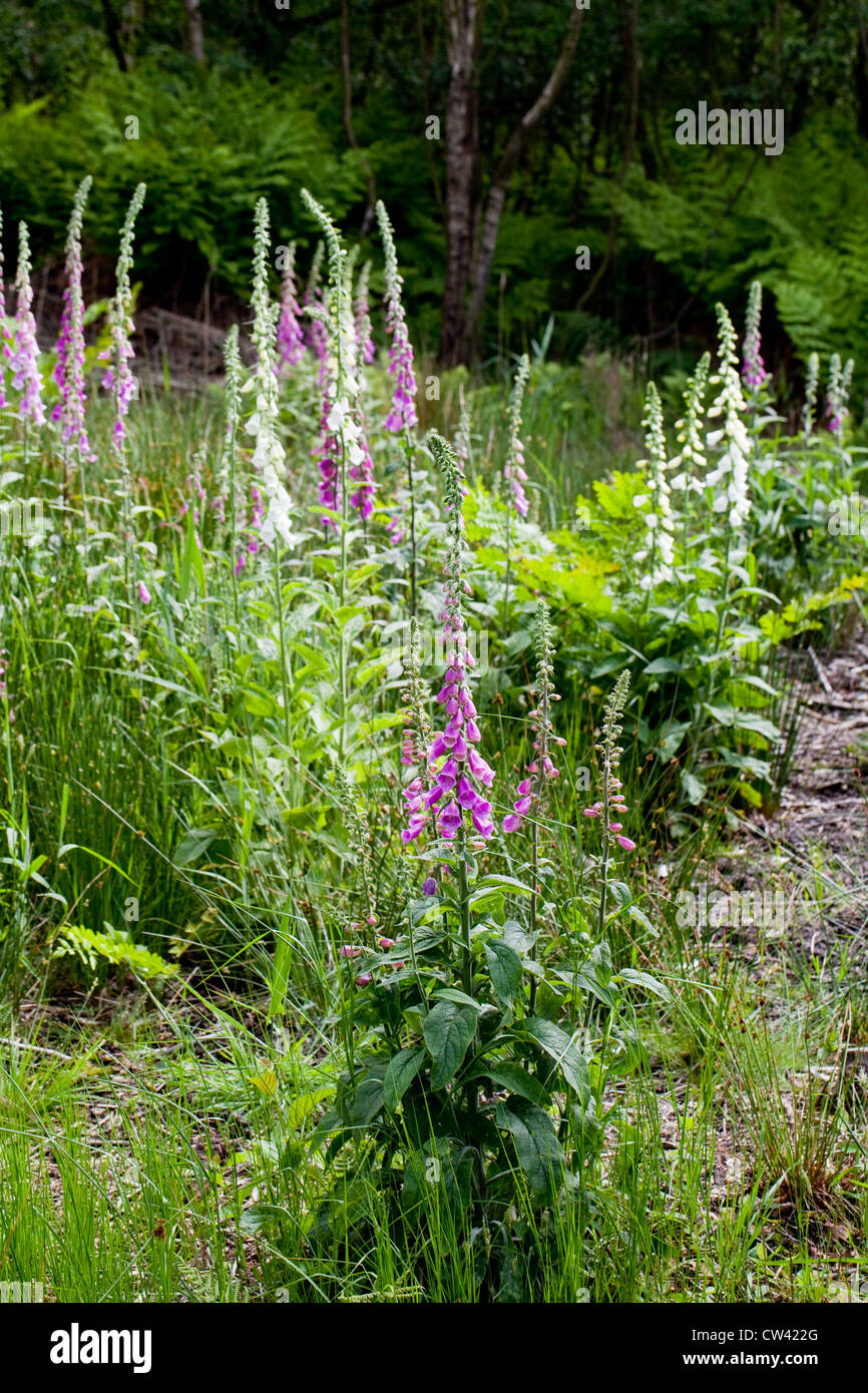 Foxgloves (Digitalis purpurea). Growing in an area of recently felled and cleared damp woodland. Calthorpe Broad SSSI, Norfolk. Stock Photo