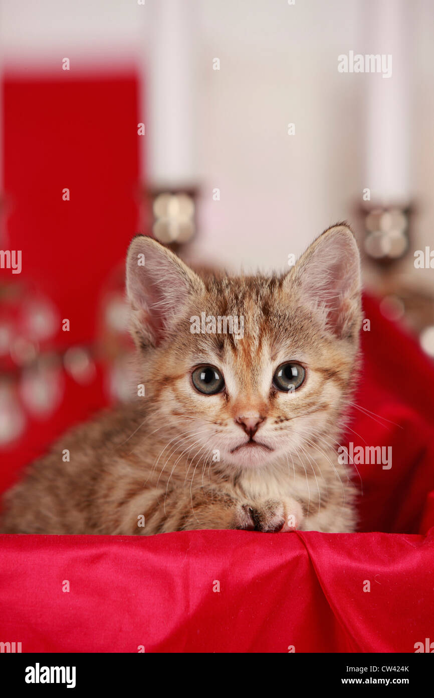 Domestic Cat. Kitten lying on red fabric Stock Photo