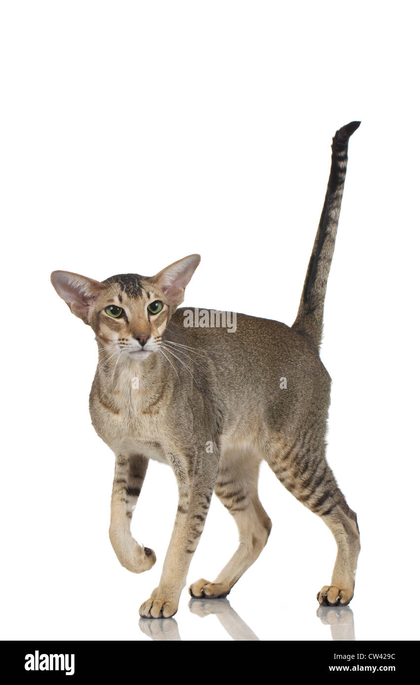 Oriental Shorthai, adult walking. Studio picture against a white background Stock Photo