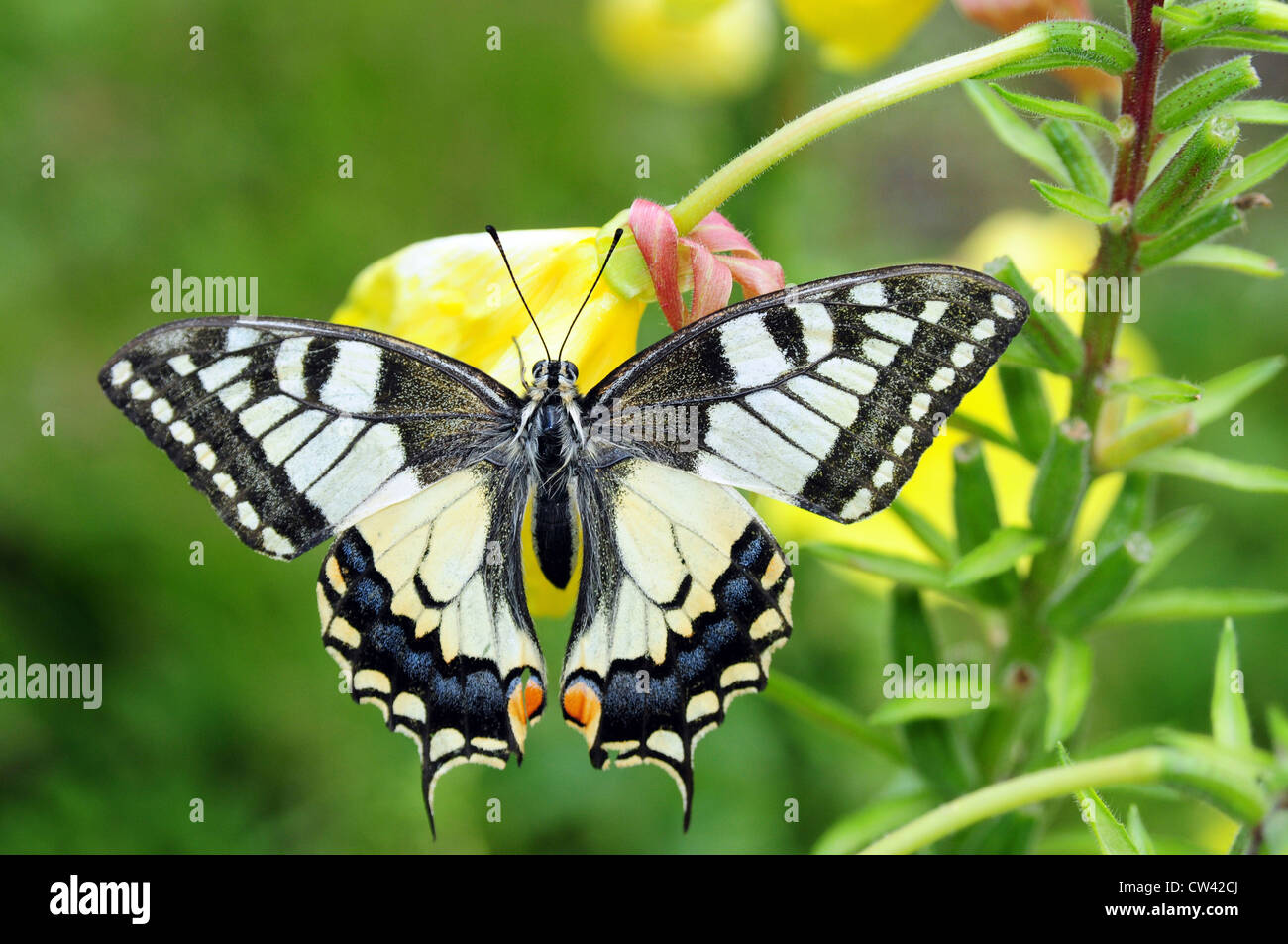 Old World Swallowtail (Papilio machaon). Butterfly on a flower Stock Photo