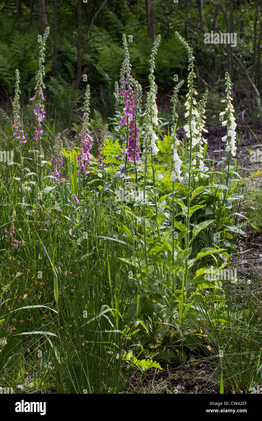 Foxgloves (Digitalis purpurea). Growing in an area of recently felled and cleared damp woodland. Calthorpe Broad SSSI, Norfolk. Stock Photo