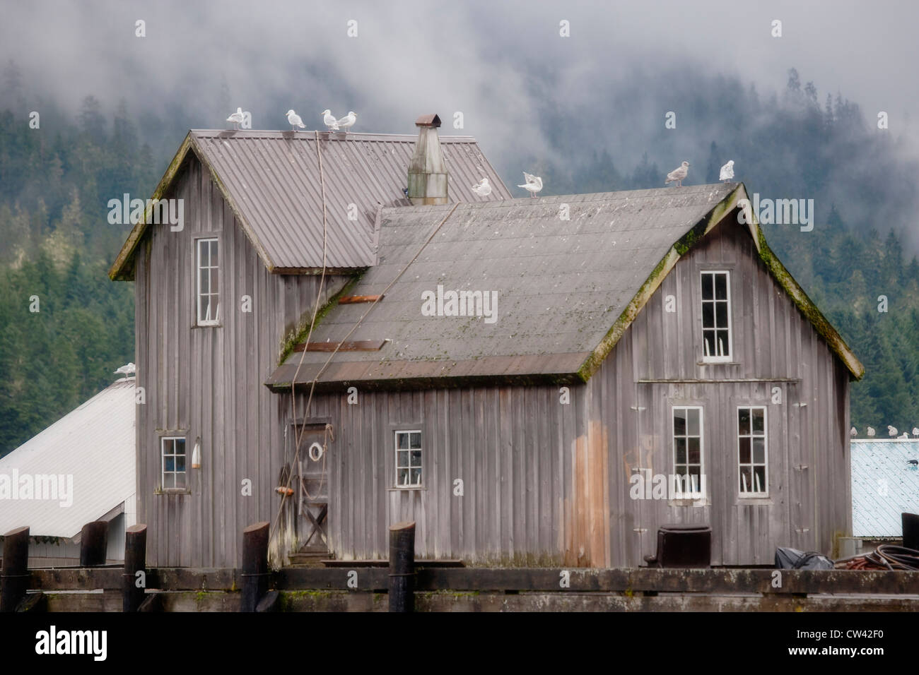 Seagulls perching on the roof of a building, Petersburg, Alaska, USA Stock Photo