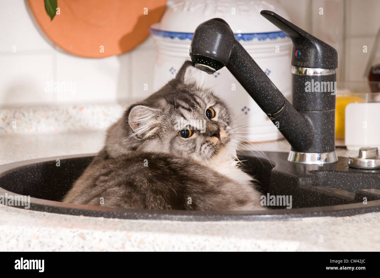 British Longhair lying in a kitchen sink Stock Photo