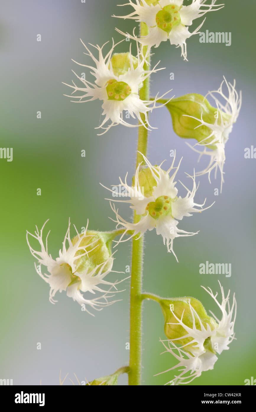 USA, Washington, Fringecup Tellima grandiflora Northwest native plant in Saxifrage family Stock Photo